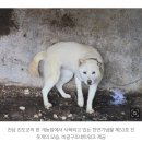 '천연기념물 진돗개'가 왜 대전 견사에... 진도군 밖 무단 반출 적발 이미지