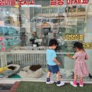 퍼피루미 이미지