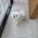 빵독 반려미용실 | 대구 수성구 두산동 애견미용실 러버독