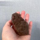 달빛 햄스터리 | 대구 골든햄스터분양 | 4월분양글 | 달빛햄스터리 대구