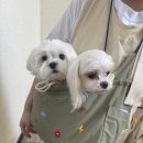 추건우애견미용학원 네이버블로그