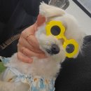 올데이펫 이미지