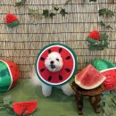 댕라이킷 | 🍉 댕라이킷 여름엔 시원한 수박파티! 🎉