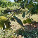 농업회사법인 피그말리온허브(주) 이미지