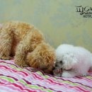 쉐프의 수제간식 이미지