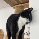 동물보육원 이미지