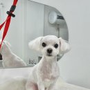 또또살롱 이미지