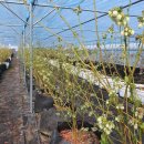 밀양농장 이미지