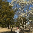 목련약국 이미지