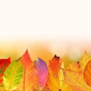 송이부동산공인중개사사무소 이미지