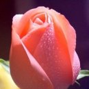 순천-07호 이미지