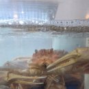 미야네 대게 이미지