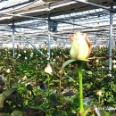 대륜농장 이미지