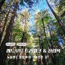 뉴질랜드 로토루아 가볼만한 곳 레드우드 트리워크 산림욕