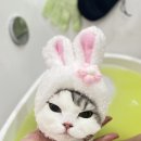 창원고양이미용 무냥무냥 이미지