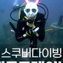 용인스킨스쿠버