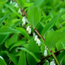 약이 되는 산야초 이미지