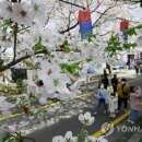 활짝 핀 벚꽃에 북적인 상춘객…마스크 없이 봄내음 만끽 이미지