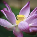 월드헬스클럽 | 경상북도 경주시 월드휘트니스앤헬스클럽, 가는법, 후기, 가격