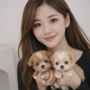 신도시켄넬 이미지