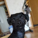 모델아이