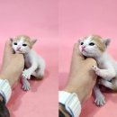 수유종합상사