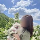 애견보육센터 하늘개린이집 | [울산 여행]울주군/반구대암각화/영남알프스/모하카페/울산맛집/울산애견동반카페