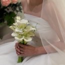 카라 | 헤라플레르 내돈내산 본식 화이트 카라 부케 후기