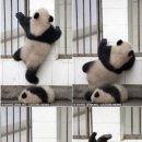 판다 이미지