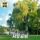 서호달빛 | 서울 근교 나들이 수원 서호공원 축만제 피크닉 산책 추천
