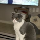 이리온 동물메디컬센터 | 진접 여자 고양이중성화 비용 이리온동물병원 추천