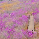 제79회 산누리산악회 대구 비슬산 참꽃(진달래꽃)산행(2018년4월25일)넷째주수요일 이미지