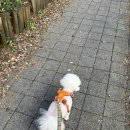 호미스피자 다산점 | 월요일같은 수요일^^!