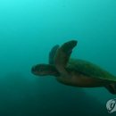 (주)푸른바다 연합뉴스