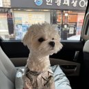 하이멍멍 | [나주애견카페] 나주 멍멍드림 내돈내산 후기 !(•̀ᴗ•́)و ̑̑