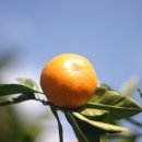 시완농장 이미지