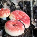 혈색무당버섯 Russula sanguinea Fr. 이미지