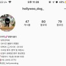 할리우독 이미지