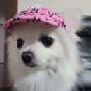 펫캡 이미지