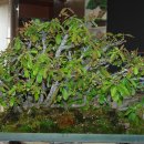 명자나무 4월1차 잎정리2 이미지