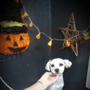 토리애견샵 이미지