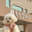 개나리 애견유치원 | 전주 평화동 신상애견카페 후기“독트럴파크”