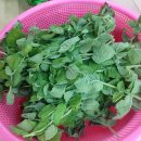 농업기술센터 꽃차 수업/애플민트차, 박하(薄荷)차 이미지