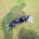 레스트펫 이미지