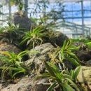 제주한란전시관 이미지