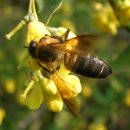 자이언트 꿀벌(Giant Honey Bee, "Apis dorsata" Giant Himalayan honey bee) 거대한 꿀벌(말 이미지