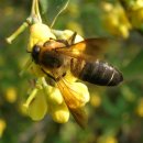 자이언트 꿀벌(Giant Honey Bee, &#34;Apis dorsata&#34; Giant Himalayan honey bee) 거대한 꿀벌(말 이미지