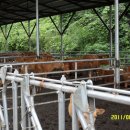 소떼목장 이미지