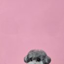 루이스독 이미지