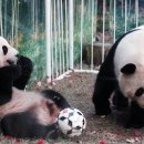 판다 이미지
